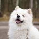 Furry Dog in Close Up