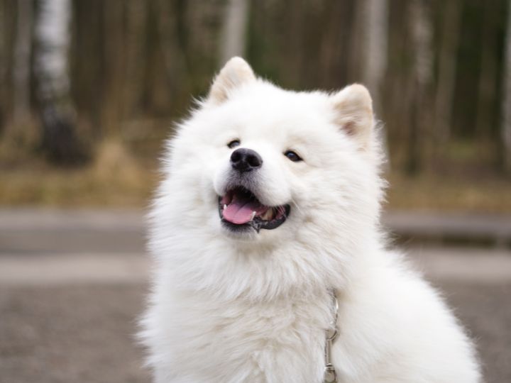 Furry Dog in Close Up