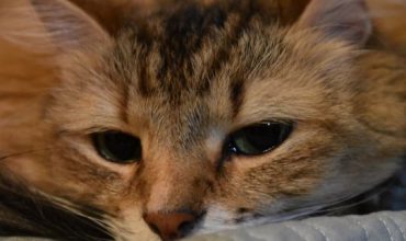 Misty-Eyed Cat