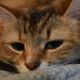 Misty-Eyed Cat