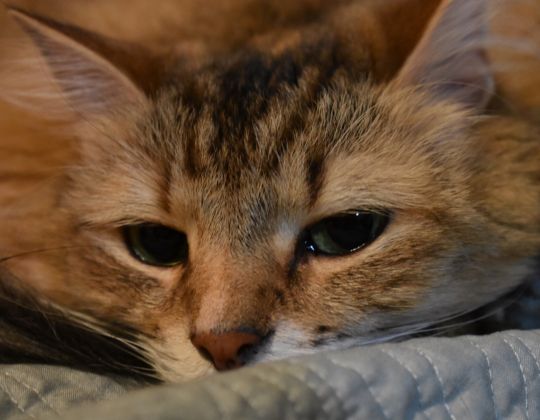 Misty-Eyed Cat