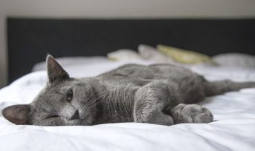 cute cat Lying in Bed