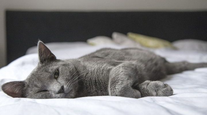 cute cat Lying in Bed
