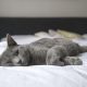 cute cat Lying in Bed