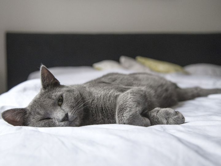 cute cat Lying in Bed