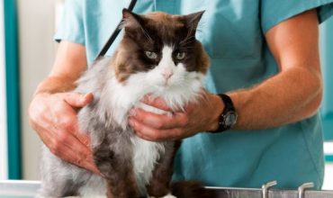 Cat Check-up at Vet Clinic