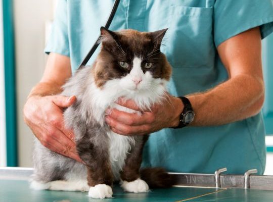 Cat Check-up at Vet Clinic
