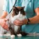 Cat Check-up at Vet Clinic