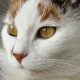 Closeup Photography of White Cat