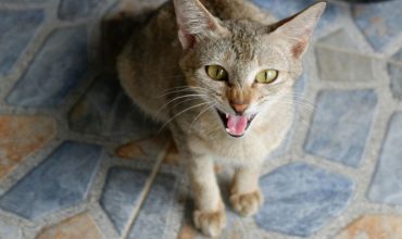 Fierce Cat