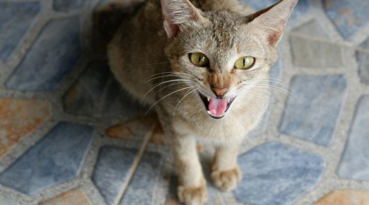 Fierce Cat