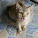 Fierce Cat