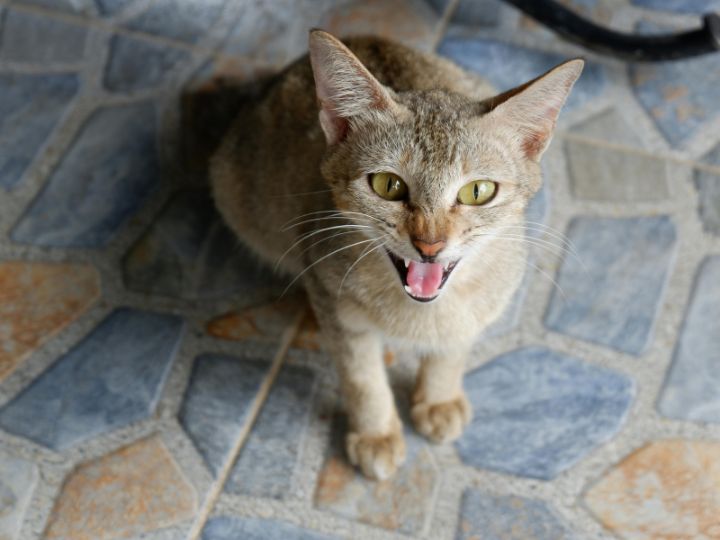 Fierce Cat