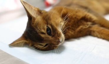 Sad Sick Cat Lies on Table in Veterinary Clinic