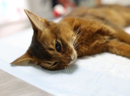 Sad Sick Cat Lies on Table in Veterinary Clinic
