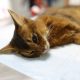 Sad Sick Cat Lies on Table in Veterinary Clinic