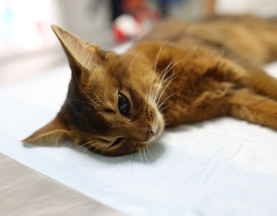 Sad Sick Cat Lies on Table in Veterinary Clinic