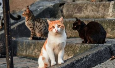 Stray Cats on the Steps