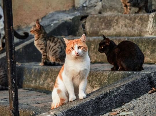 Stray Cats on the Steps