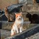 Stray Cats on the Steps
