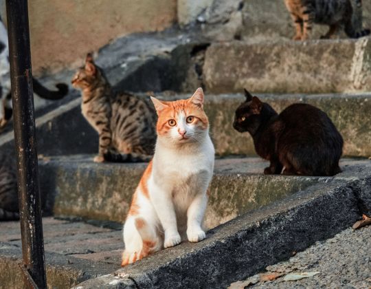 Stray Cats on the Steps