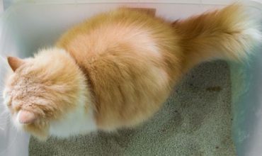 The cat is pooping in the box