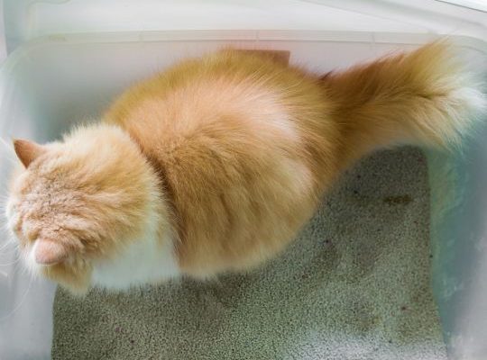 The cat is pooping in the box