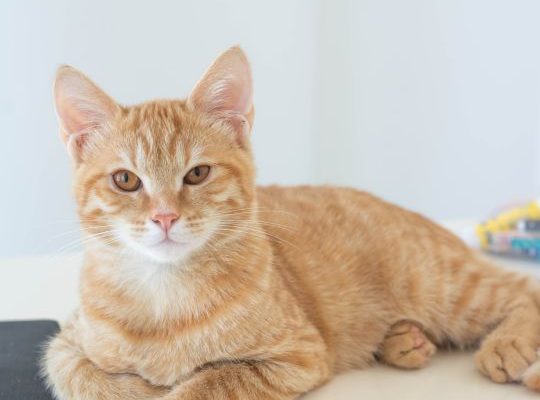 Cat Lying on the Floor