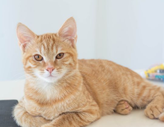 Cat Lying on the Floor