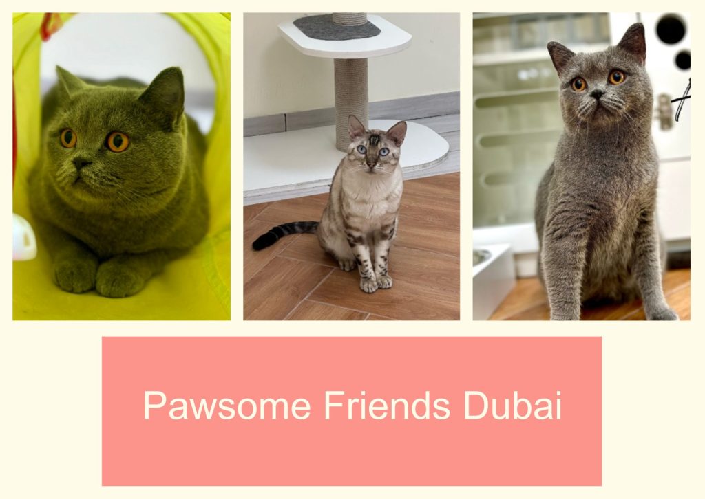 Pawsome Friends Dubai