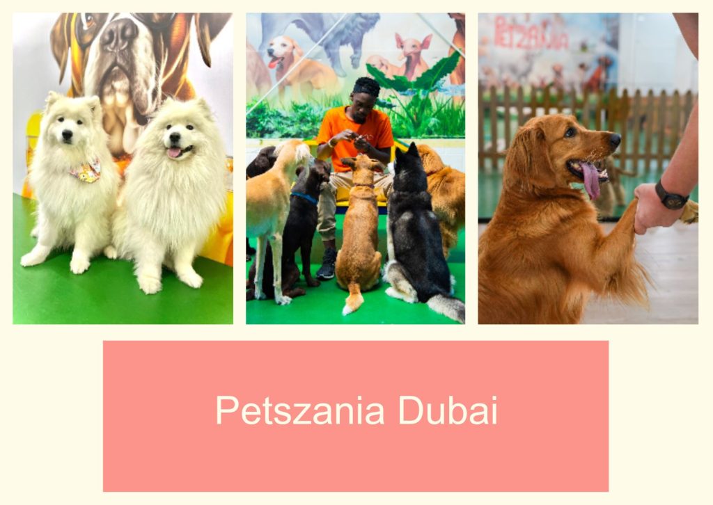 Petszania Dubai