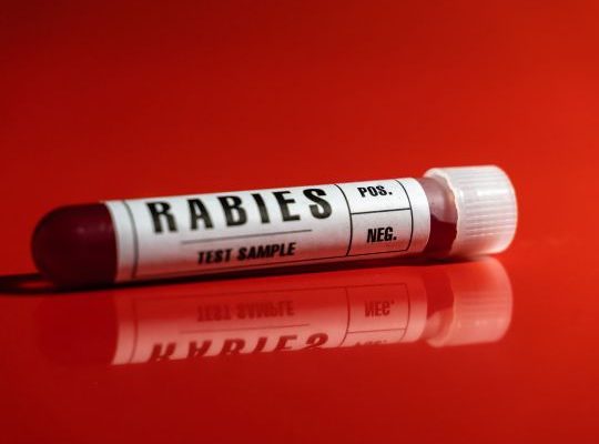 Rabies virus blood test sample tube close-up white label, red background