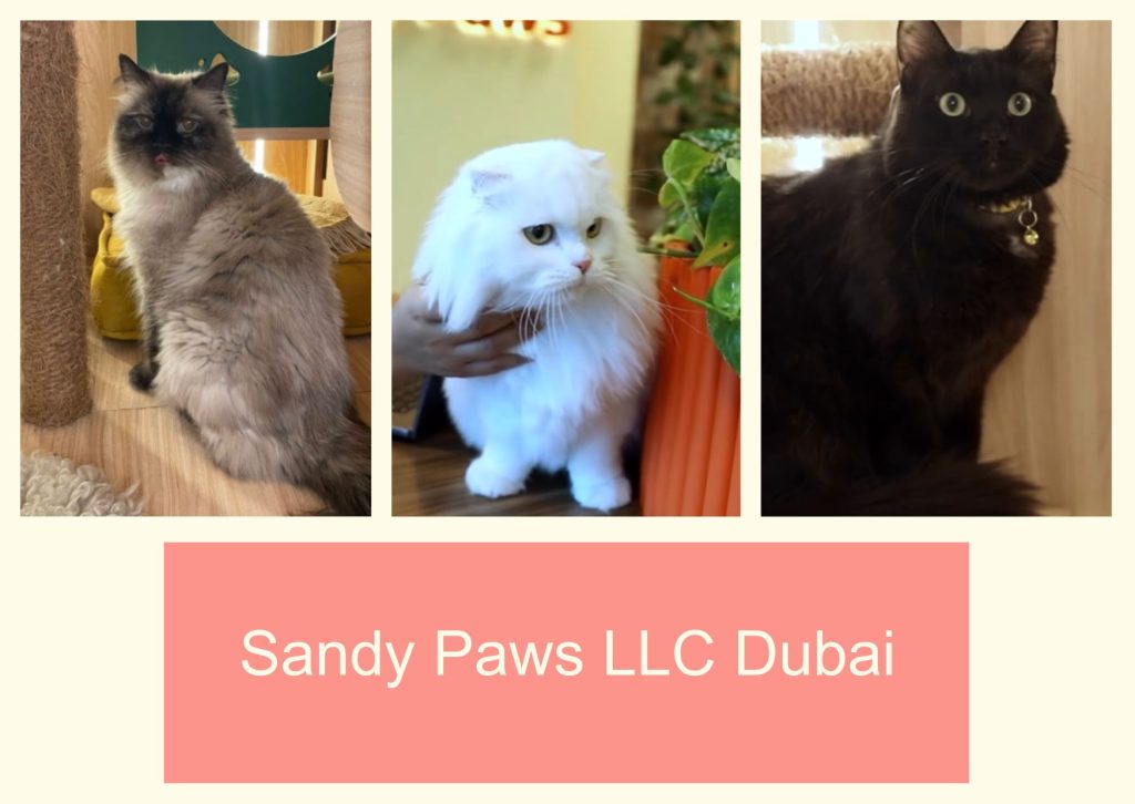 Sandy Paws LLC Dubai