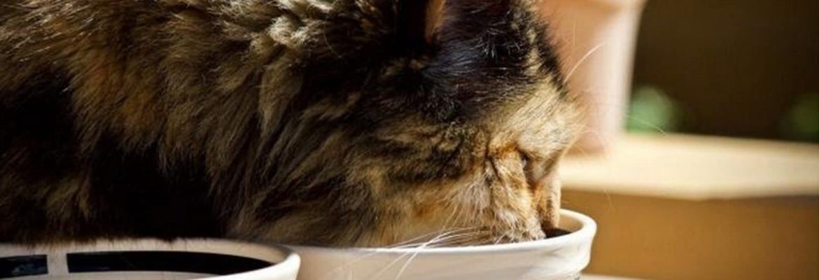 cat eating food