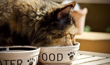 cat eating food
