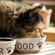 cat eating food