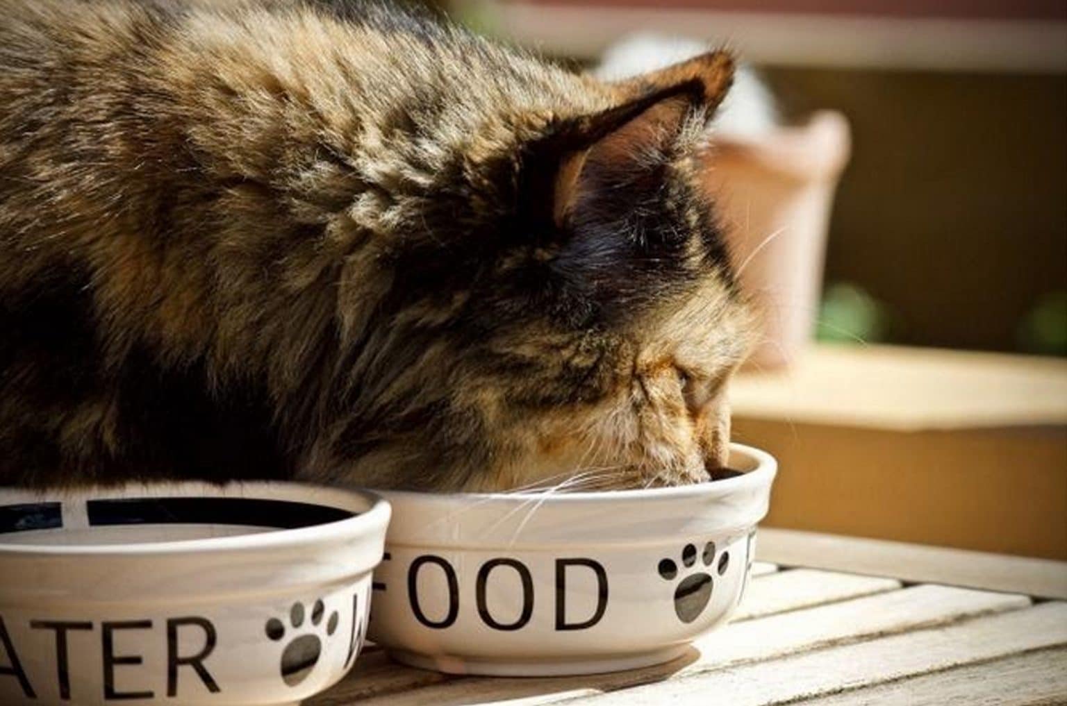 cat eating food