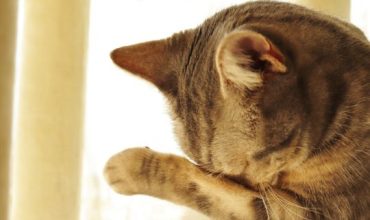 crying gesture cat