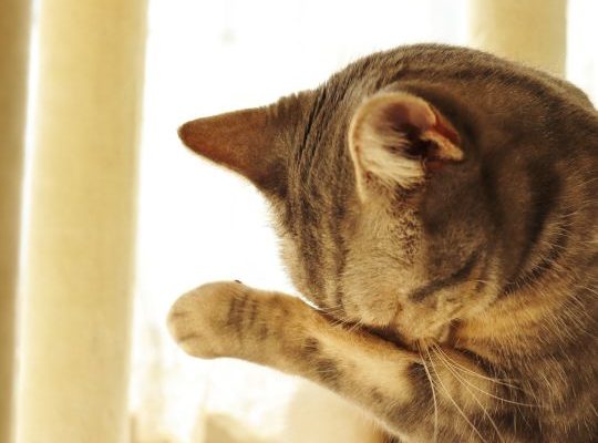 crying gesture cat