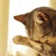 crying gesture cat