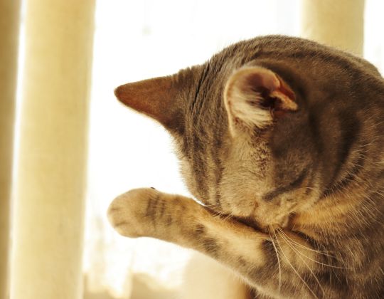 crying gesture cat