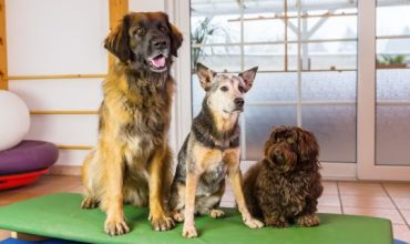 three dogs are sitting on a wobble board