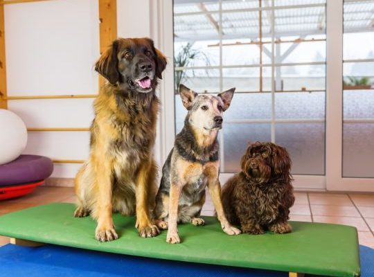 three dogs are sitting on a wobble board