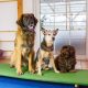three dogs are sitting on a wobble board