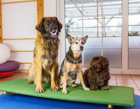 three dogs are sitting on a wobble board