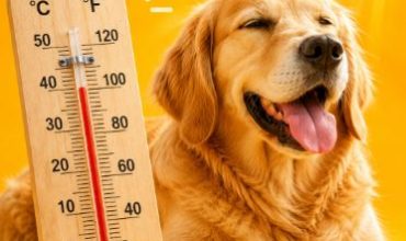 petpulse