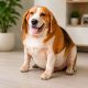petpulse