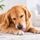 petpulse