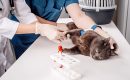 In-house-Blood-testing In-house-Blood-testing