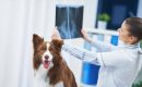 X-ray X-ray